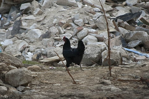 black chicken near stone at daytime, earthquake, rubble, collapse HD wallpaper