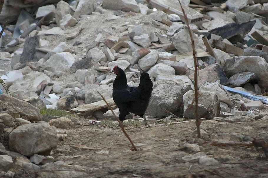 black chicken near stone at daytime, earthquake, rubble, collapse HD wallpaper