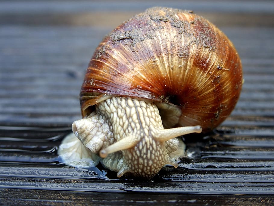 winniczek, snail, crawl, nature, animal, shell, close-up, animal shell HD wallpaper