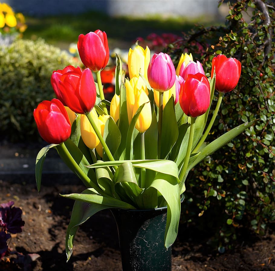 Tulips, Colorful, Flowers, Spring, bouquet, bloom, cut flowers, HD wallpaper