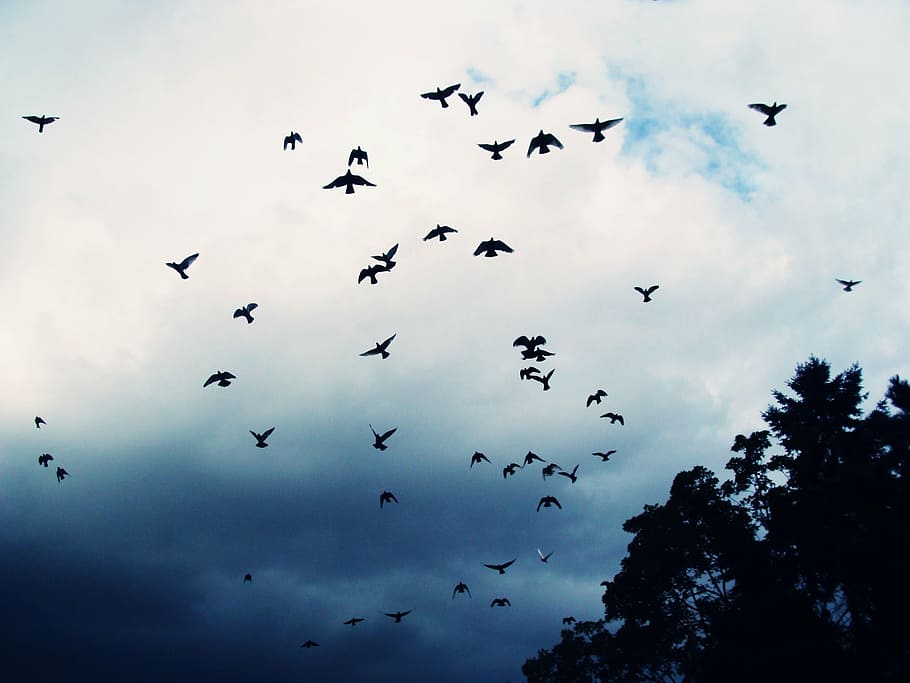 birds, sky, beast, fly, pet, animals, animal wildlife, animal themes HD wallpaper