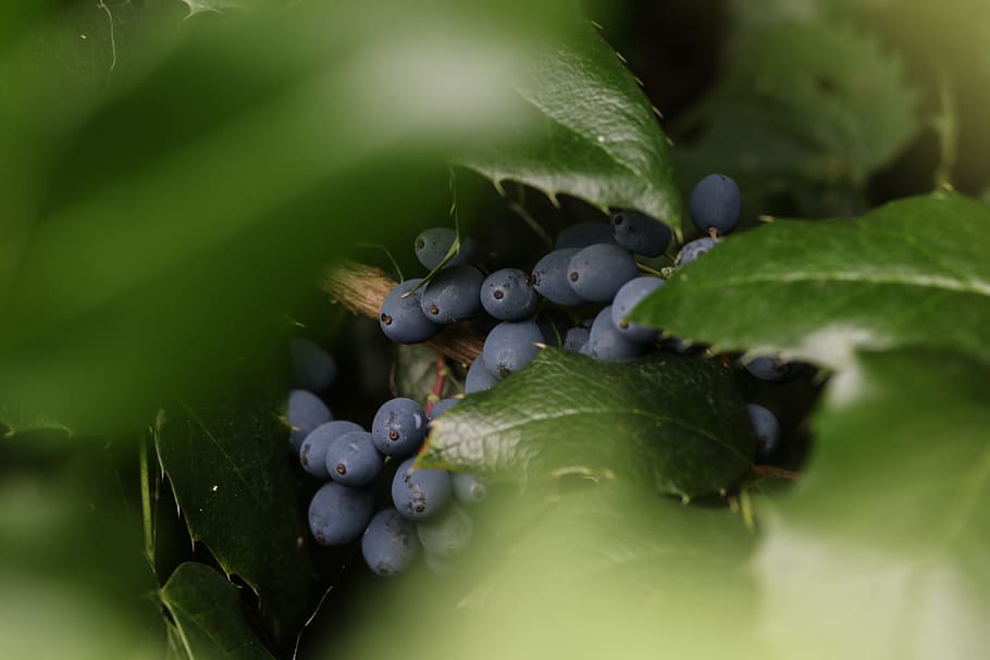 berry, blue, nature, plant part, leaf, fruit, healthy eating HD wallpaper