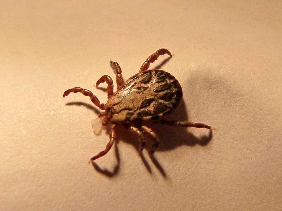 brown dog tick, mite, insect, plague, arachnid, animal, wildlife HD wallpaper