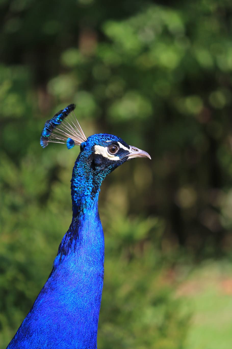 peacock, bird, blue, one animal, animal themes, vertebrate HD wallpaper