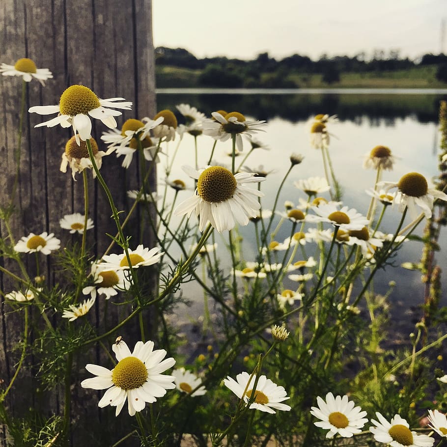 flowers, daisies, summer, spring, margaret, prato, nature, petals HD wallpaper