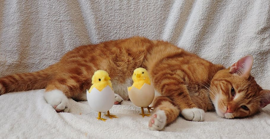 cat, egg, chicken, animal, pets, animal themes, domestic, domestic animals HD wallpaper