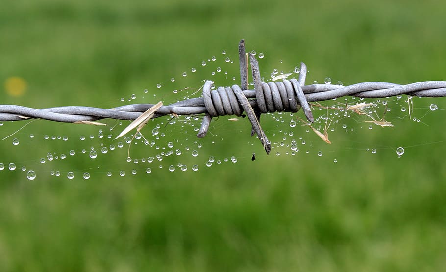 gray barbed wire, Fence, Security, metal, spur, pointed, prickly HD wallpaper