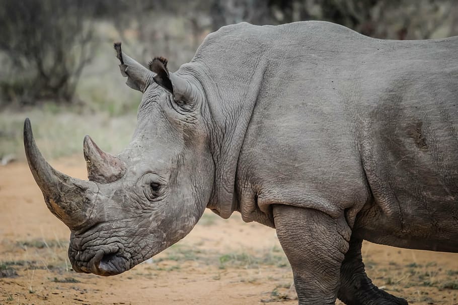 rhino, animal, africa, wilderness, wildlife, rhinoceros, horned, HD wallpaper