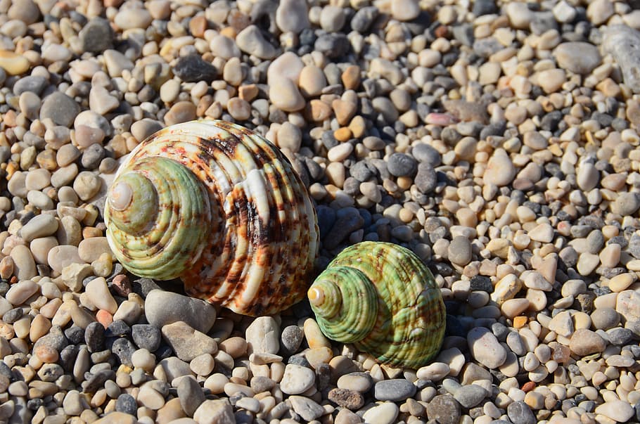 seashells, two, beach, mollusk, animal shell, animal wildlife HD wallpaper