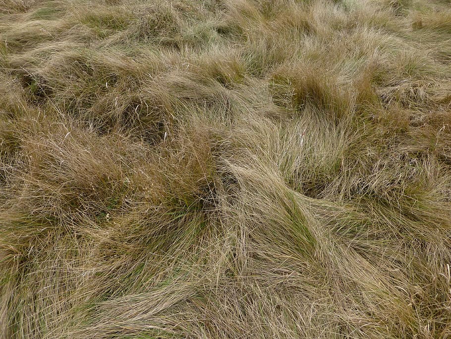 Meadow, Grass, Herb, Texture, Field, nature, plants, messy HD wallpaper