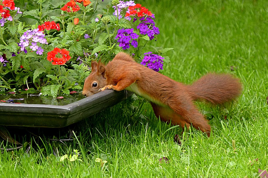 red squirrel drinking water on a pot, sciurus vulgaris major