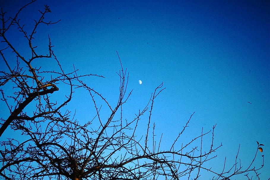 sky, moon, night sky, moonlight, tree, mood, blue, silhouette, HD wallpaper