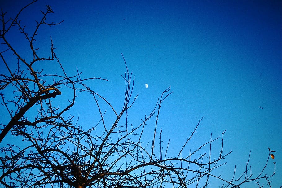 sky, moon, night sky, moonlight, tree, mood, blue, silhouette HD wallpaper