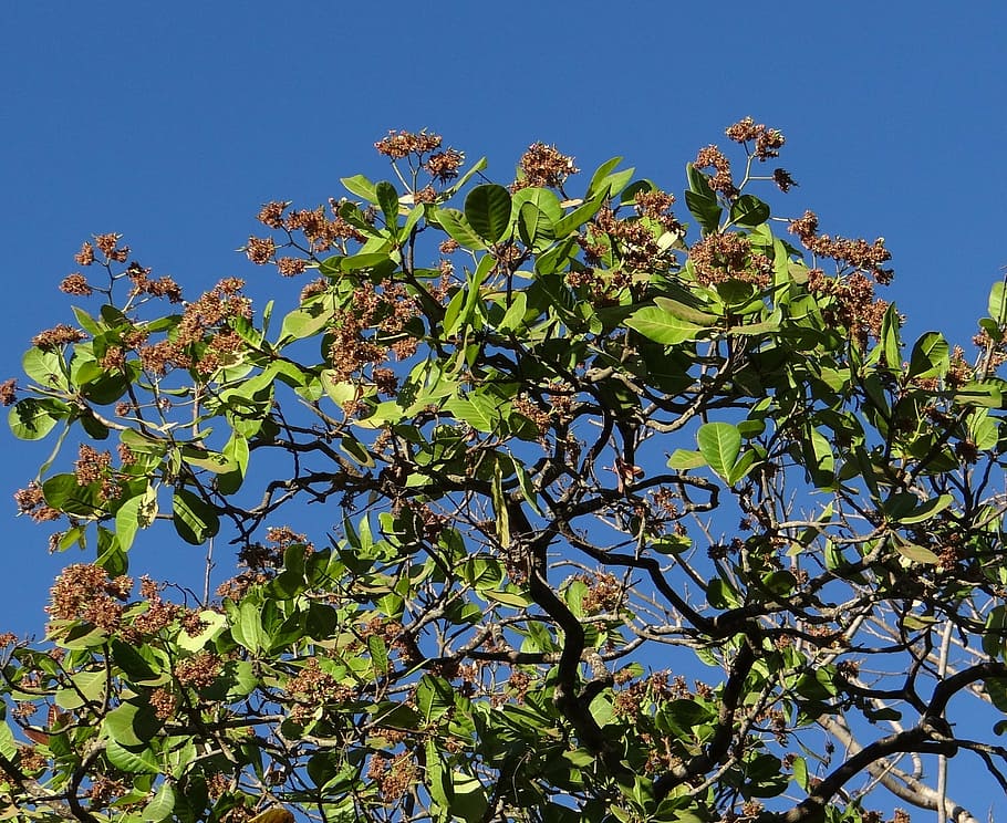 cashew tree, sadhankeri, india, organic, agriculture, outdoors HD wallpaper