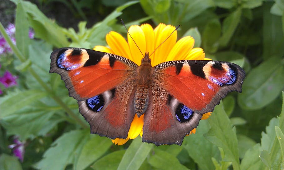 selective focus photography of peacock butterfly on yellow petaled flower