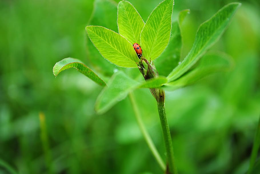 insect, ladybug, spring, nature, green color, animal themes HD wallpaper