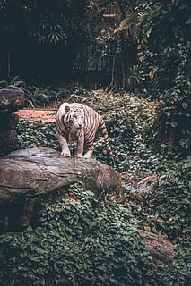 white tiger standing on grey stone, wildlife photography of tiger HD wallpaper