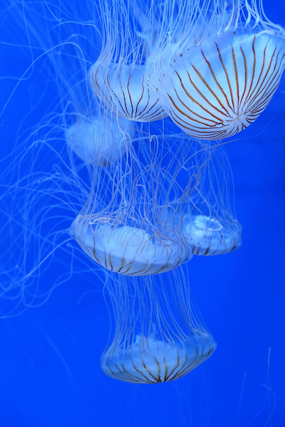 jellyfish, water, blue, underwater, sea, animals in the wild HD wallpaper