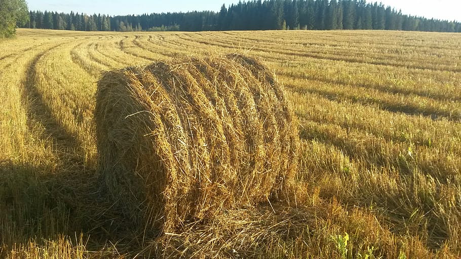 Straw Bale, Field, august, agriculture, landscape, rural scene HD wallpaper