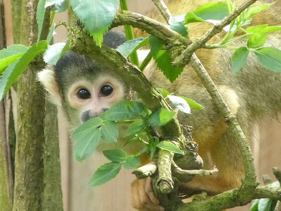 saimiri, monkeys, animals, nature, wildlife, mammal, forest HD wallpaper