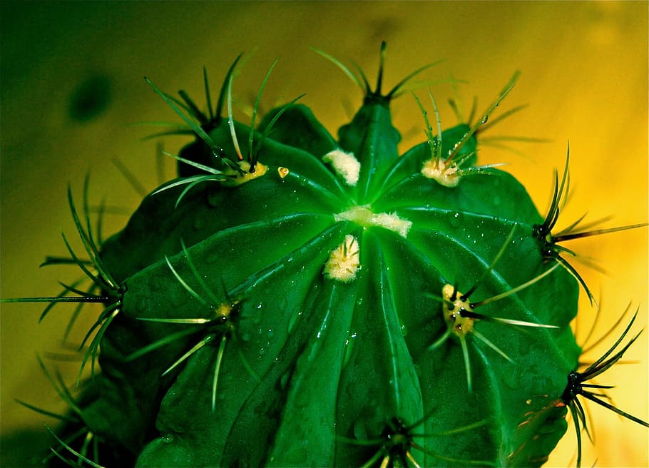 cactus, spur, exotic, green, plant, aua, nature, well, green color HD wallpaper