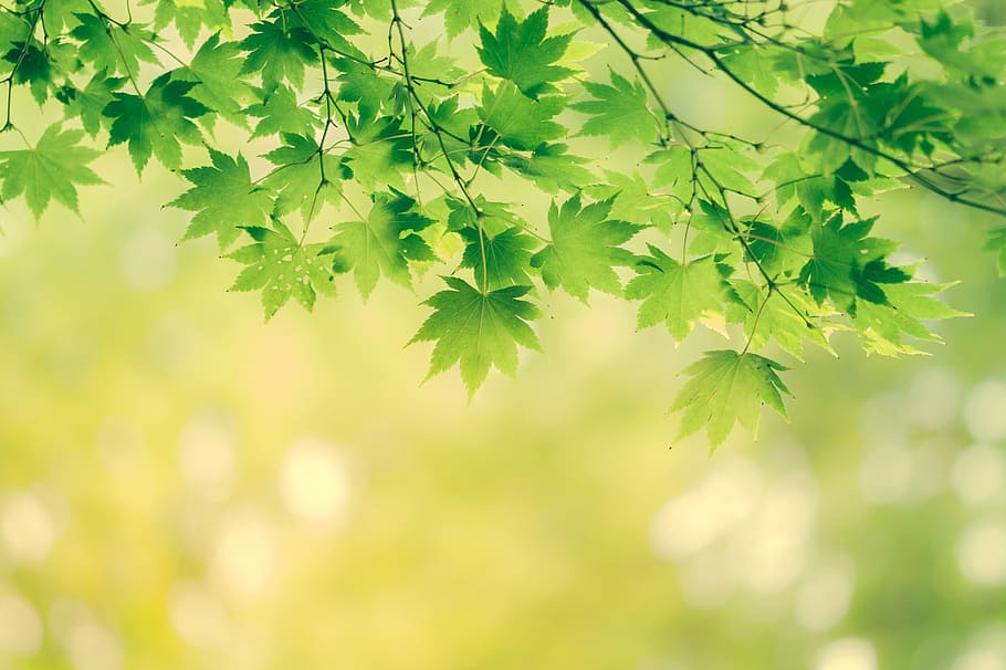 green leaf plants, leaves, background, nature, yellow, greenish