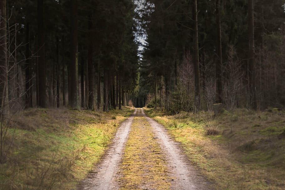 dirt road, forest, tree, landscape, nature, country, path, trail HD wallpaper