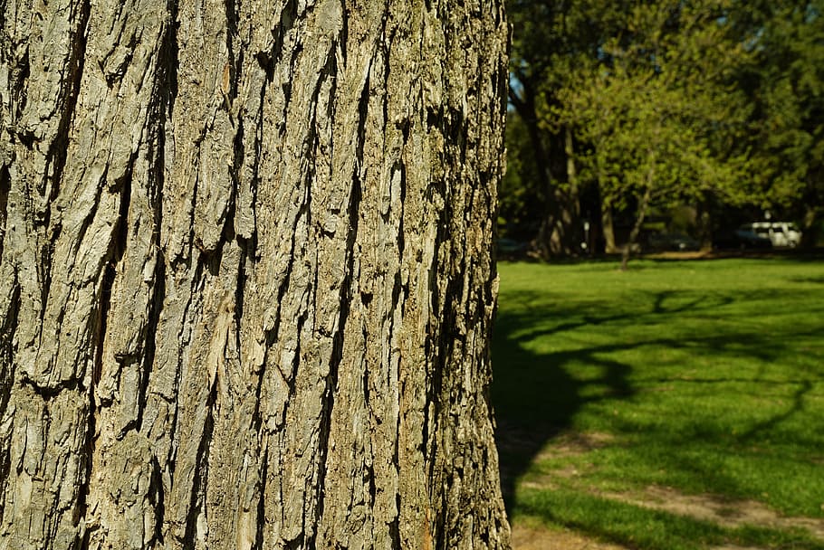 bark, tree, park, shadows, plant, trunk, tree trunk, textured HD wallpaper
