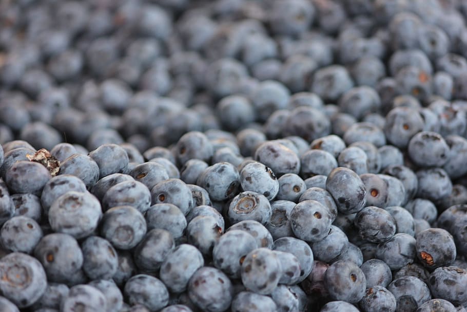 blueberry, wild berry, food, food and drink, healthy eating HD wallpaper