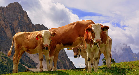 herd of cows on grass field, dolomites, prato, tranquility HD wallpaper