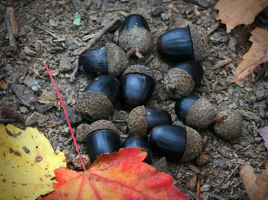 Black, Acorns, Nuts, Fruit, Seeds, black acorns, dried, natural HD wallpaper