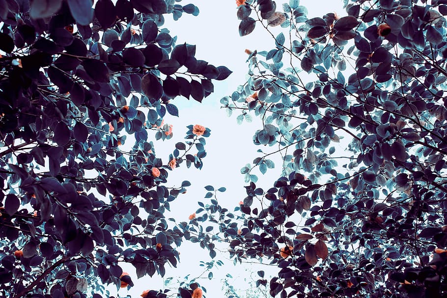 green leafed tree during daytime, trees, leaves, forest, travel HD wallpaper