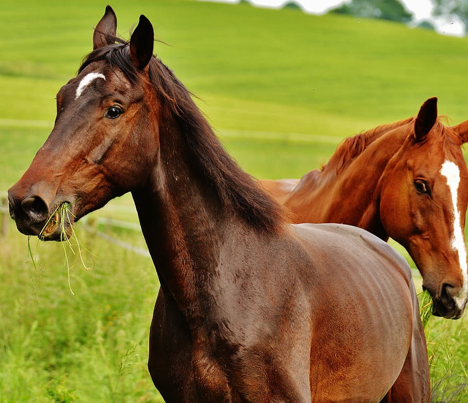 horses, for two, coupling, stallion, eat, paddock, brown, meadow HD wallpaper