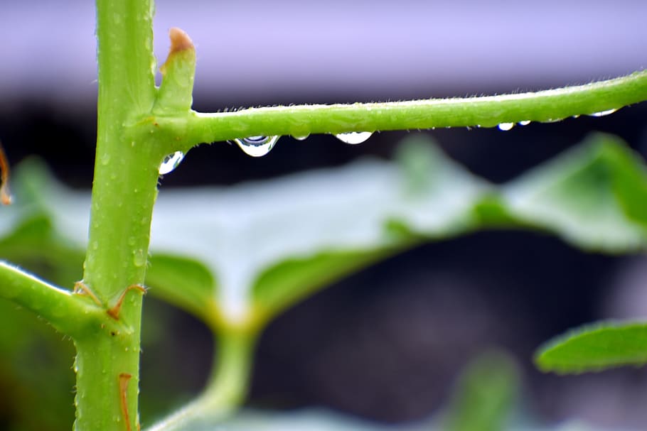 raindrops, refraction, twig, green, leaf, plant part, growth HD wallpaper