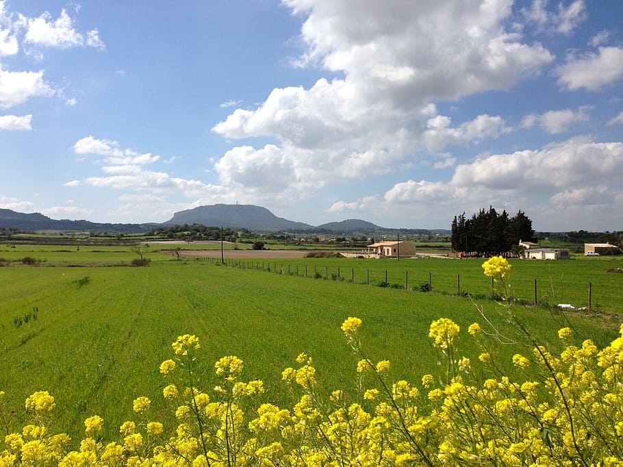 mallorca, spring, bloom, meadow, randa, mountain, landscape, HD wallpaper