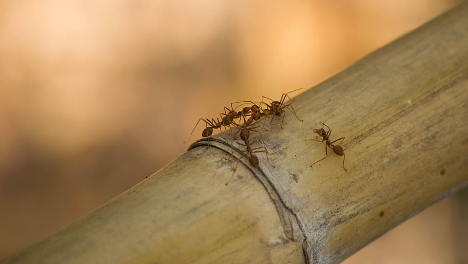 ants, orange, invertebrate, animal themes, insect, animal wildlife HD wallpaper
