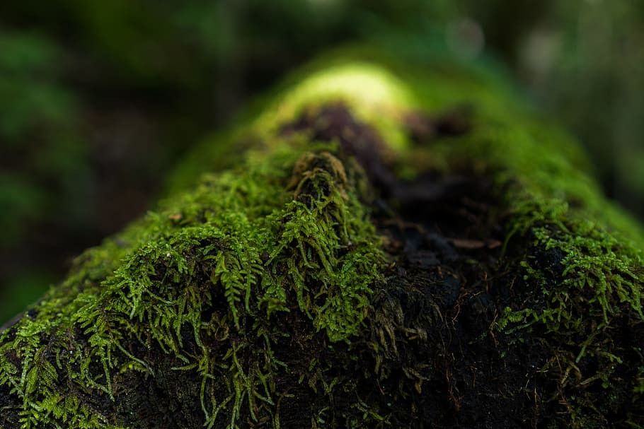 moss, log, nature, organic, outdoors, green color, plant, growth HD wallpaper