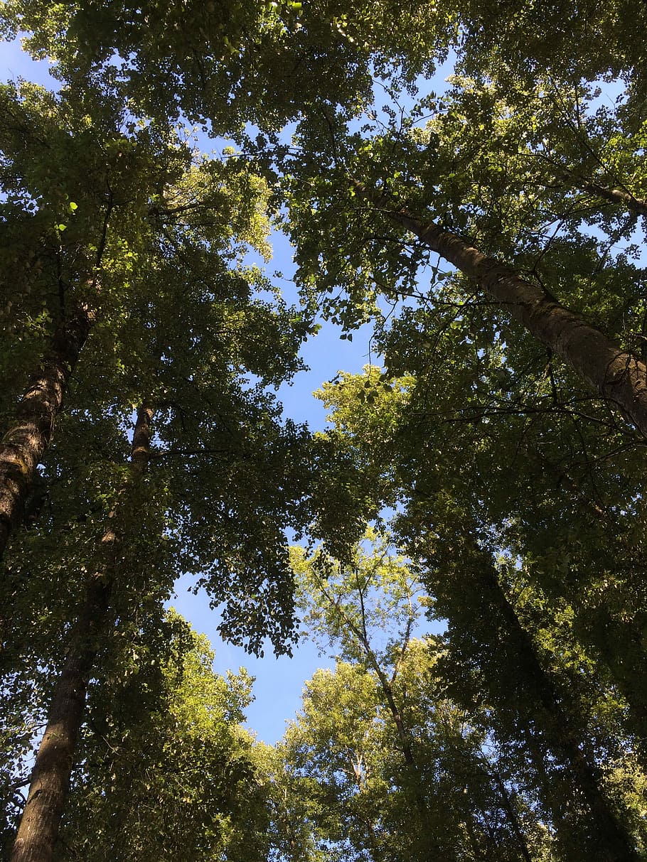 Sky, Trees, Natural, Outdoor, green, nature, blue sky, forest HD wallpaper