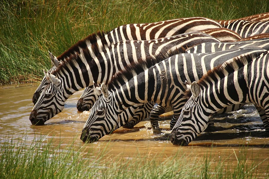 zebra drinking water, wildlife photography of herd of zebras HD wallpaper