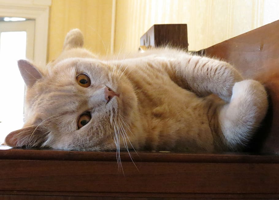 cat, pets, funny, domestic Cat, animal, cute, domestic Animals HD wallpaper