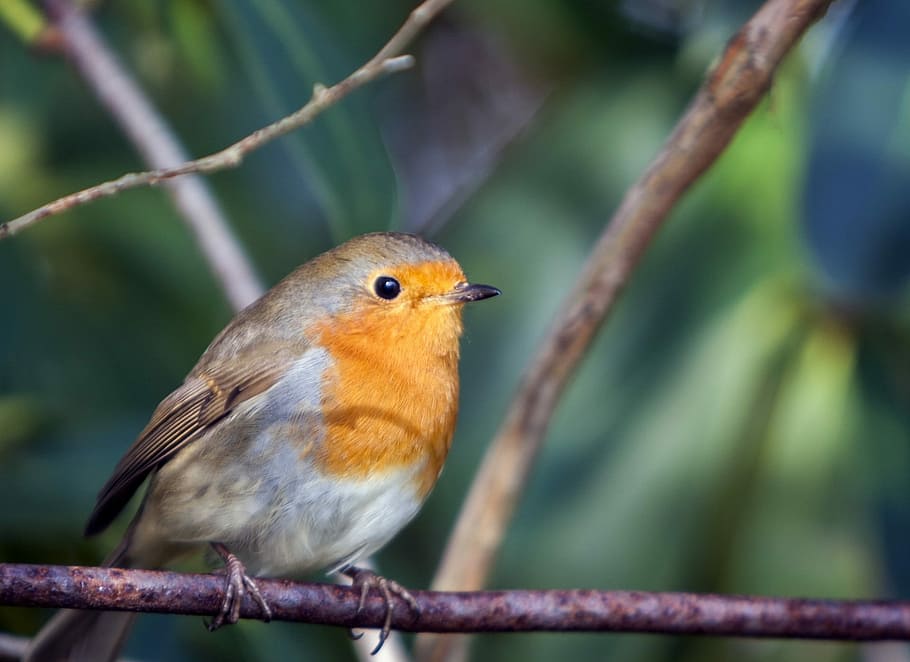 Bird, Robin, Close-Up, Portrait, red, perched, branch, animal HD wallpaper