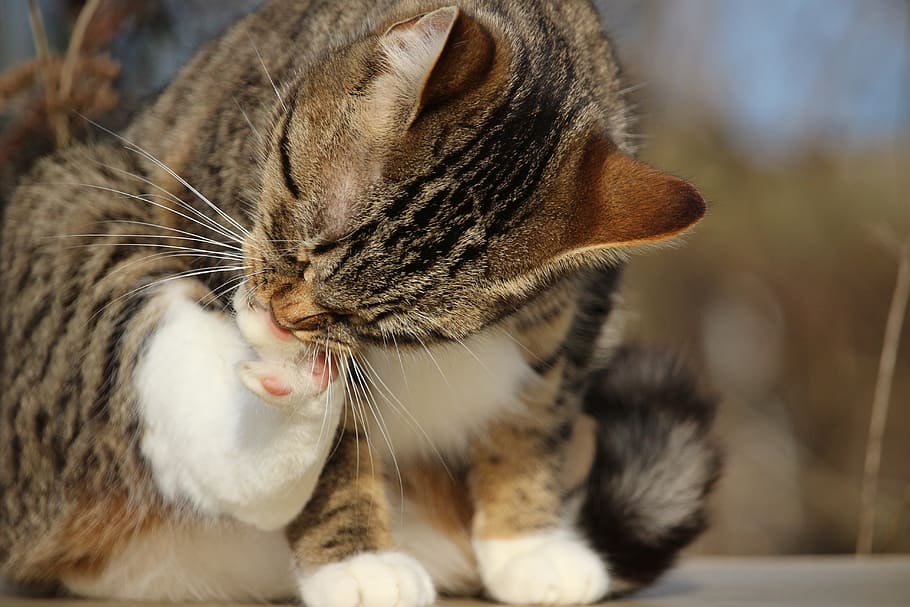 cat, kitten, mackerel, paw, clean, young cat, domestic cat HD wallpaper