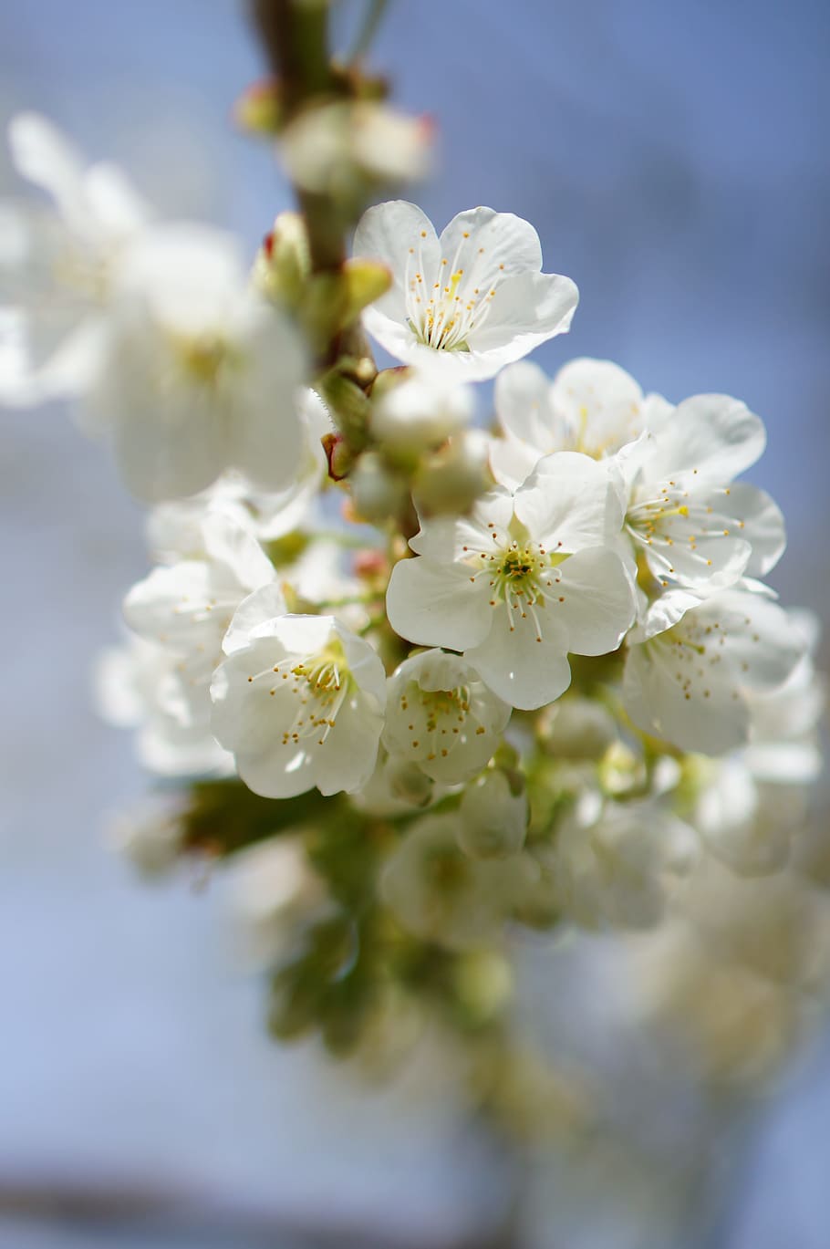 apple tree, flower, spring, flowering plant, vulnerability HD wallpaper