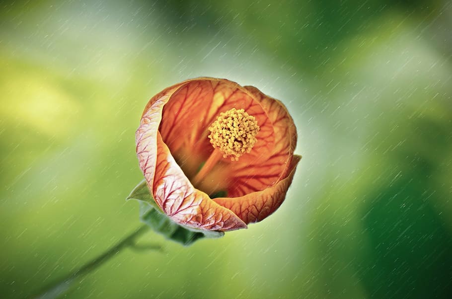 HD wallpaper: flower, rain, wet, drops, droplet, spring, light, sun, plant  | Wallpaper Flare