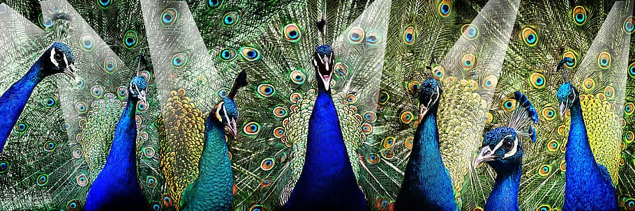 Indian peafowl digital wallpaper, Peacock, Pride, Stage, Bird HD wallpaper