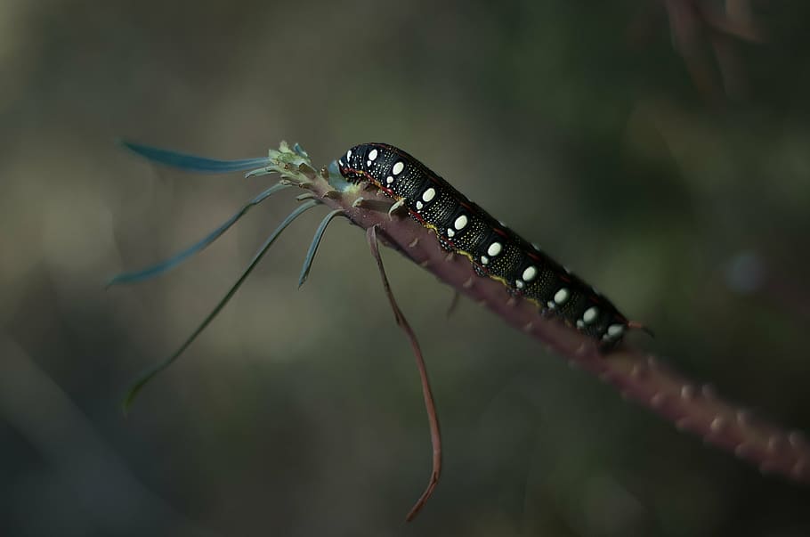 caterpillar, macro, insect, greece, green, colorful, southern europe HD wallpaper