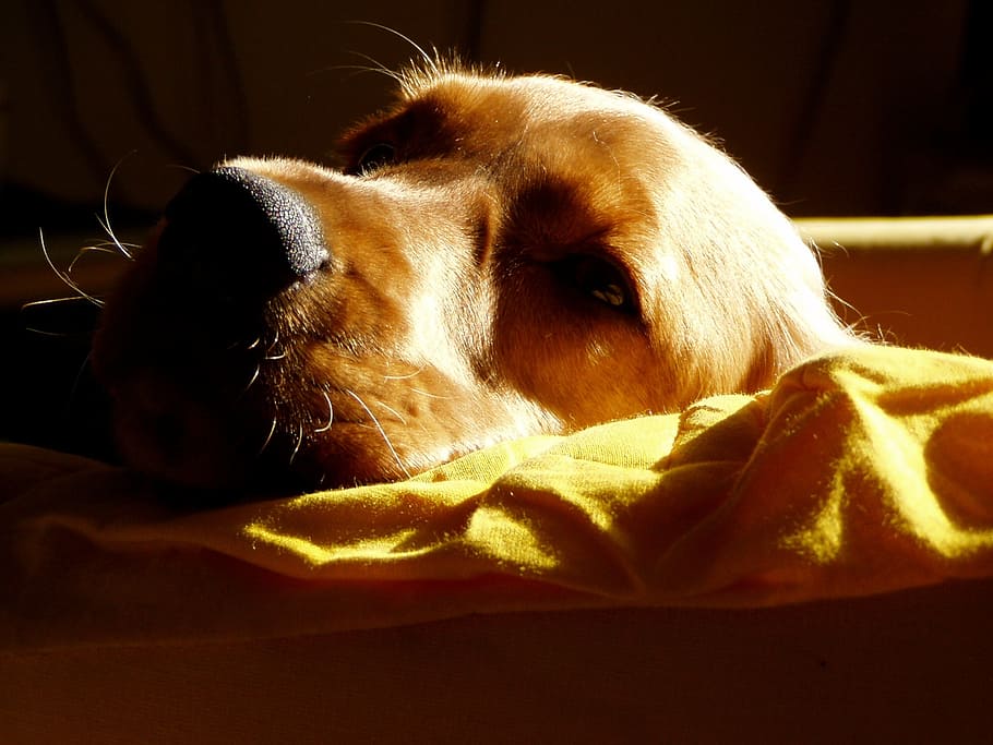 dog, animal, cocker spaniel, one animal, mammal, domestic, pets HD wallpaper