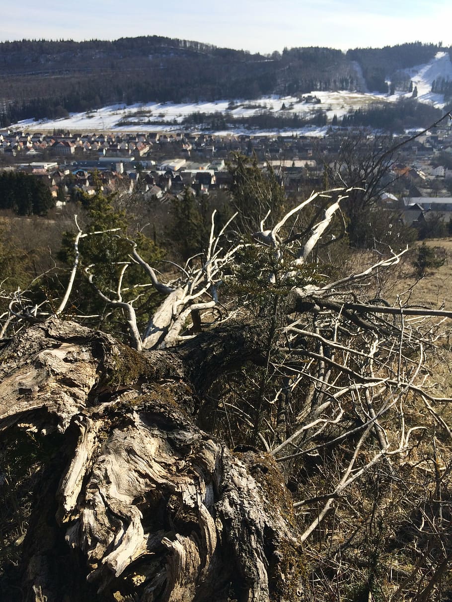 dead tree, nature, dry, wood, broken, aesthetic, dead plant HD wallpaper