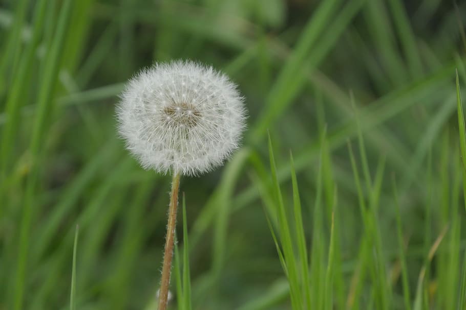 dandelion, meadow, nature, plant, flower, freshness, fragility HD wallpaper