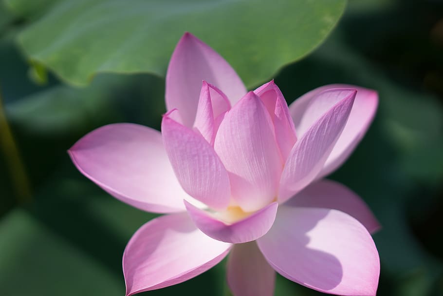 lotus, li garden, wuxi, flower, flowering plant, petal, vulnerability, HD wallpaper